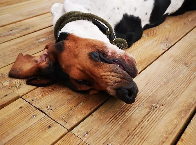 Le Village De Florine Coëx